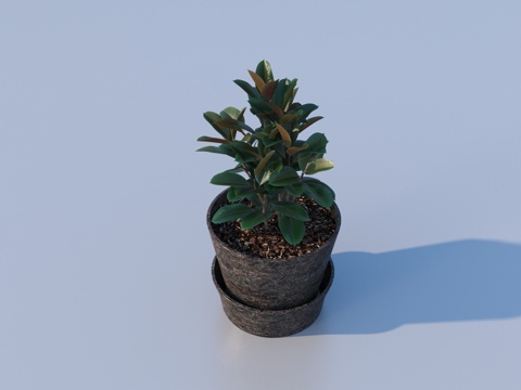 flowerpot potted plant green plant