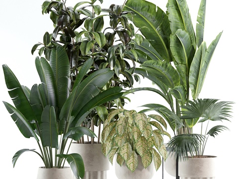 Modern Green Plant Potted Plant