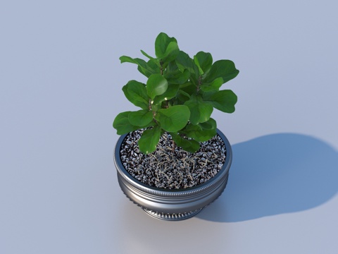 flowerpot potted plant green plant