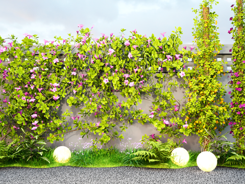 Campsis morning glory green plant wall creeper rose