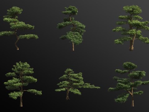 Lohan pine landscape tree