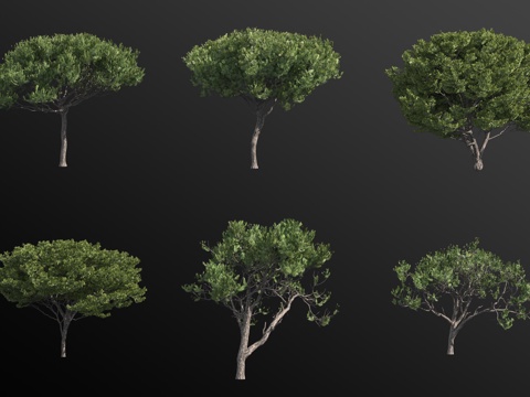 Italian Pine Landscape Tree