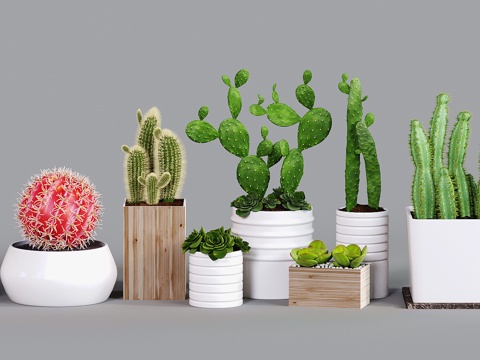 Modern Vase Flower Cactus Cactus Ball