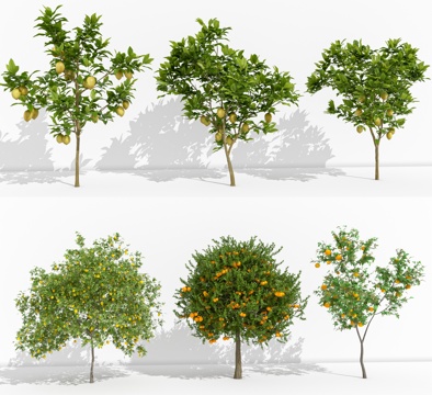 Orange Tree Lemon Tree Landscape Tree Orange Tree