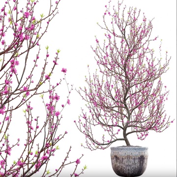 Peach Blossom Tree Potted Plant