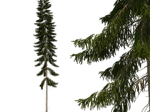 spruce landscape tree