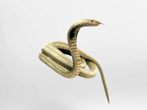 Snake Animal Reptile Curled Snake