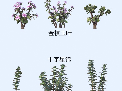 Plants Flowers, Golden Branches, Jade Leaves, Cross Star Brocade