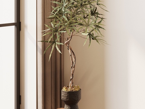 Middle-style potted Pohan Pine