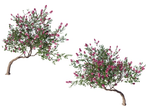 2D Lagerstroemia Tree Crooked Neck Lagerstroemia Tree Single Rod Lagerstroemia Tree