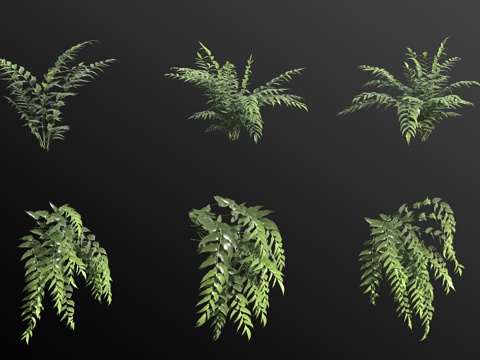 All-edge fern flowers and plants