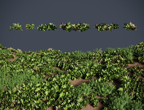 Huicincao grassland shrub