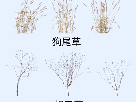 Plant Flowers Tail Grass Pot Fork Grass