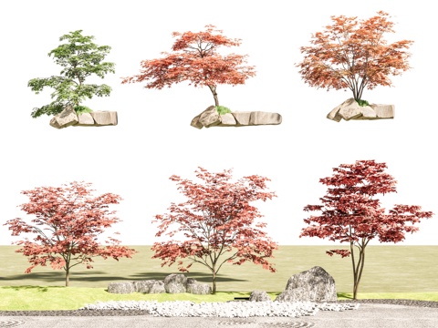 arbor landscape tree courtyard tree red maple