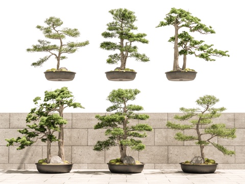 Neo-Chinese Style Welcome Pine Pok Pine Potted Pine