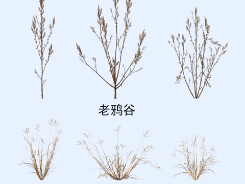 Plants Flowers Old Crow Valley Dragon Claw Mao