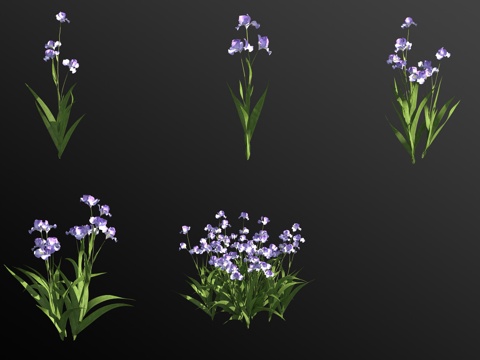 Iris plants