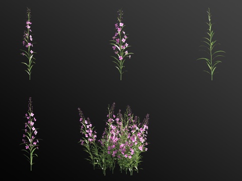 Willow orchid plants