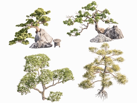 Neo-Chinese Style Yingke pine Luo Han pine pine landscape