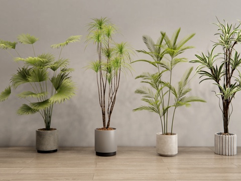 Green Plant Potted Plant Indoor Green Plant Bonsai