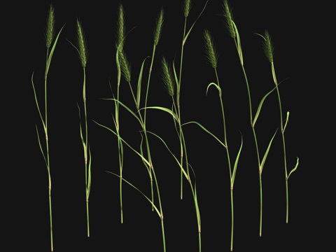 green wheat