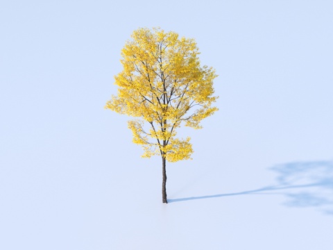 Tree Plant Yellow Leaf Tree Autumn and Winter Tree Color Tree Landscape Tree