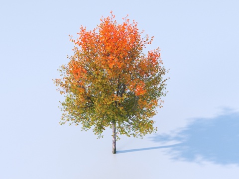 Tree Plant Yellow Leaf Tree Autumn and Winter Tree Color Tree Landscape Tree