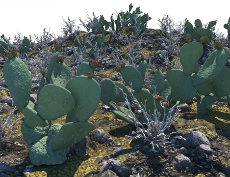 cactus desert gobi desert plant tropical plant