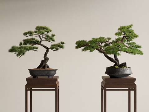 Pine bonsai bonsai bonsai ornaments