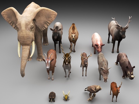 animal elephant pig camel turtle bee antelope