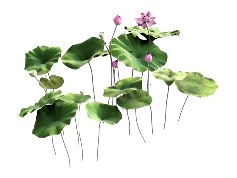 plant lotus leaf lotus