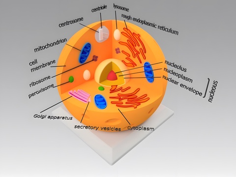 animal cell