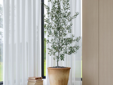 green plant potted olive tree potted plant