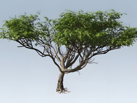 acacia tree