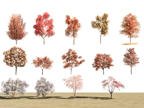 Landscape trees, street trees, maple trees, four-season trees