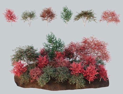 Modern landscape tree Persian hawthorn hawthorn red fruit