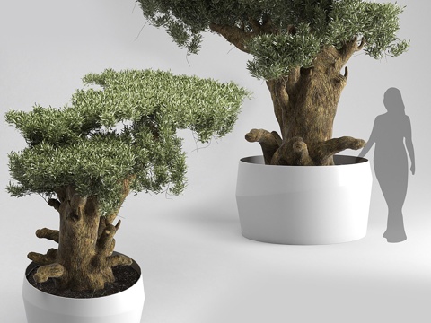 New Chinese Bonsai