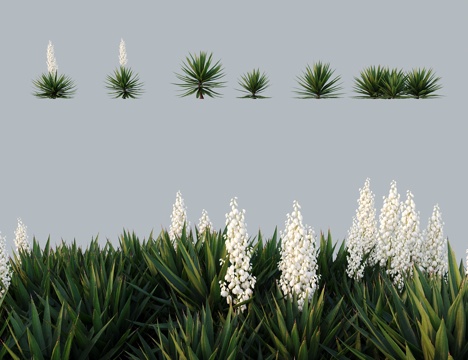 Modern Arbor Shrub Sisal Pineapple Hemp Pineapple Fentail Yucca Thousand Hands Sword Leaf Yucca Pineapple