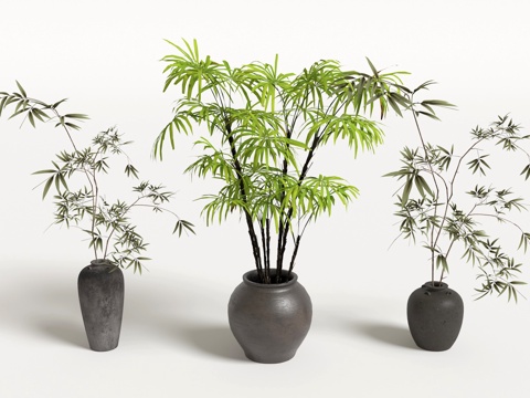 bamboo potted plant