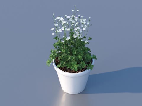 flowerpot potted plant green plant