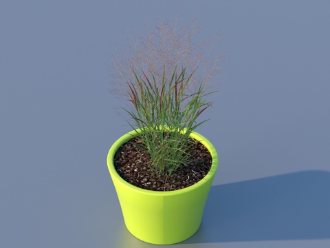 flowerpot potted plant green plant