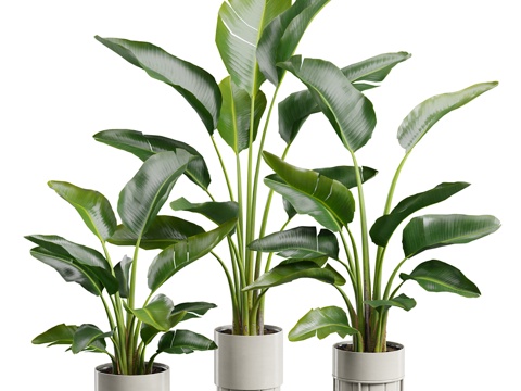 green plant potted banana leaf