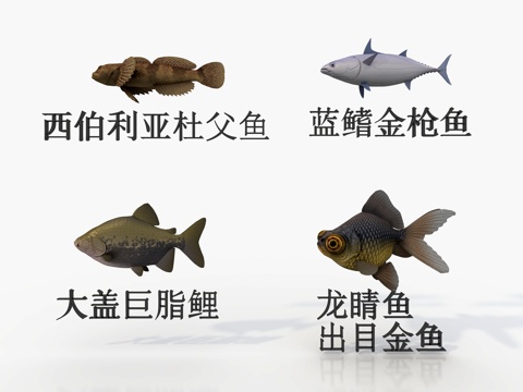 Four kinds of sea fish goldfish