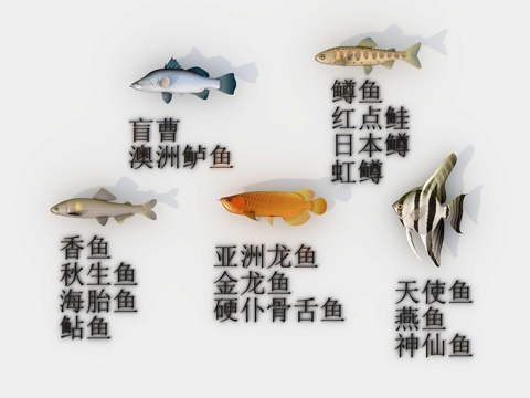 Five kinds of sea fish seafood