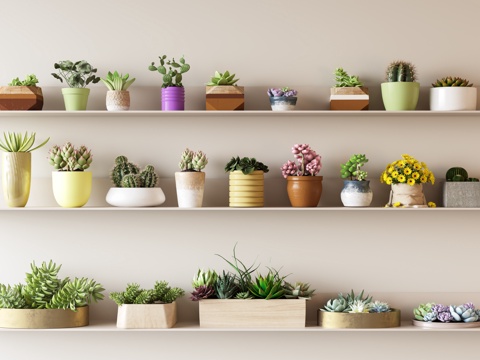 Fleshy potted tabletop green plant cactus