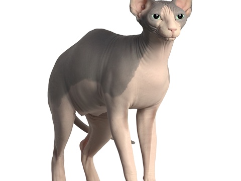 Pet cat hairless cat