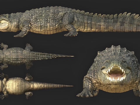 Crocodile