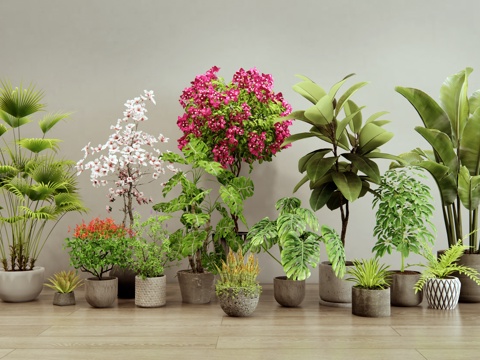 Modern Plant Potted Bougainvillea