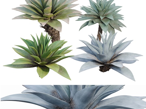 Agave Shrub