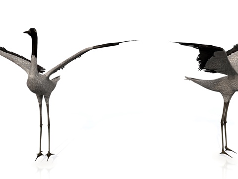 gray crane